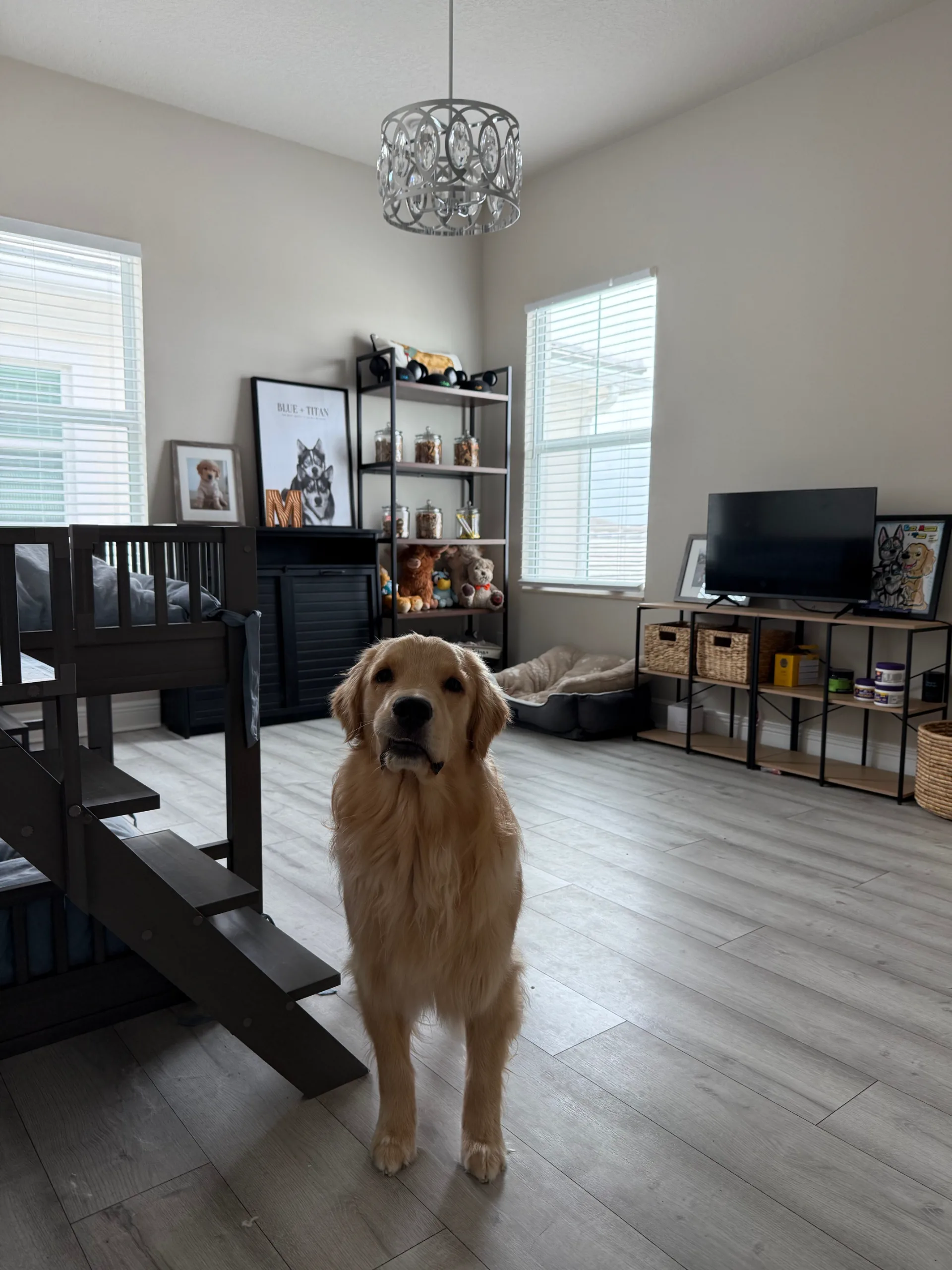 Gui's Duninha Pet Care